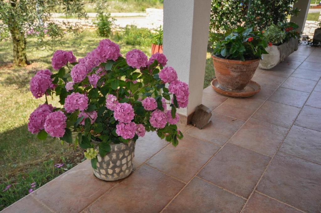 Angela Apartment Novigrad  Luaran gambar